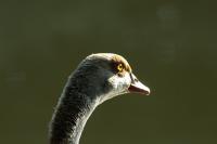 comp__DSC6478.jpg