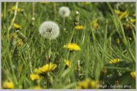 pusteblume_crp.jpg