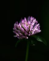 comp_DSC07392.jpg