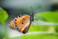 Dateiname=comp_schmetterling_II.jpg
DateigröĂe=279KB
Abmessungen: 1000x667
hinzugefĂŒgt am: 21. MĂ€rz 2011 comp_schmetterling_II.jpg
