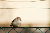 Dateiname=comp_spatz.jpg
Dateigröße=247KB
Abmessungen: 1000x667
hinzugefügt am: 23. Januar 2011 comp_spatz.jpg