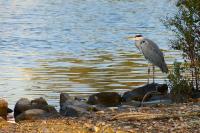 2014-10-04_Reiher.jpg
