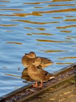 Enten_P011272.jpg