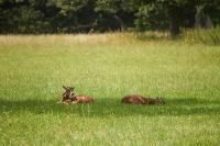 Favoritepark_7D_6567.jpg