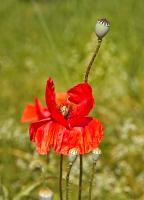 Mohn_2014_6515.jpg