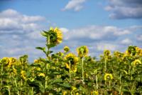 Sonnenblumen_MG_1571.jpg