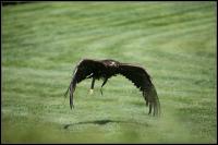IMG_1155.jpg