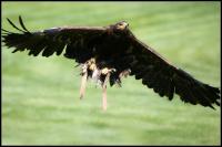 IMG_1156.jpg