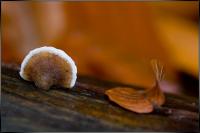 IMG_1772.jpg