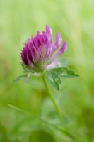 Blume2_Web.jpg