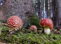 Fliegenpilz-1011.jpg