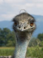 emu.jpg