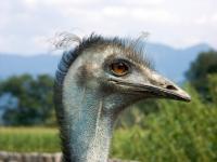 emu3.jpg