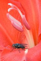 Dateiname=fliege.jpg
Dateigröße=240KB
Abmessungen: 466x700
hinzugefügt am: 22. August 2008 fliege.jpg