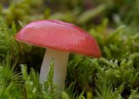 Dateiname=pilz1-1-2.jpg
Dateigröße=272KB
Abmessungen: 1000x714
hinzugefügt am: 21. Oktober 2008 pilz1-1-2.jpg