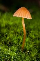 Dateiname=pilz1-1.jpg
Dateigröße=260KB
Abmessungen: 600x900
hinzugefügt am: 21. Oktober 2008 pilz1-1.jpg