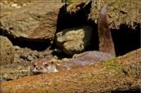 Otter1.jpg