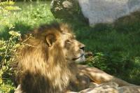 Zoo_löwe.JPG