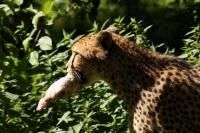Zoogepard.JPG