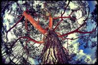 Baum_I.jpg