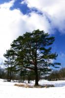 Baum_II.jpg