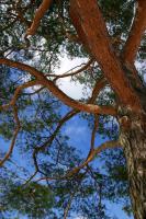Baum_III.jpg