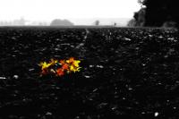 Herbst_-_SW_.JPG