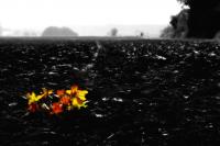 Herbst_-_SW_~0.JPG