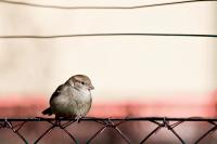 20110124-Spatz-1.jpg