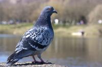 Dateiname=Gar_nicht_Gans.jpg
DateigröĂe=408KB
Abmessungen: 1024x683
hinzugefĂŒgt am: 25. MĂ€rz 2012 Gar_nicht_Gans.jpg
