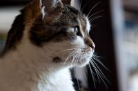 Katze-Tulpe_281_von_429.jpg