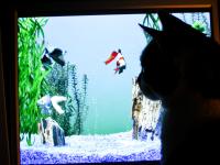 Dateiname=Katze__1_von_1_.jpg
Dateigröße=237KB
Abmessungen: 1024x768
hinzugefügt am: 12. April 2011 Katze__1_von_1_.jpg