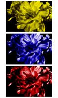RGB_Tulpe_281_von_129.jpg