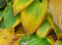 Hosta1.JPG