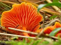 Pilz.JPG