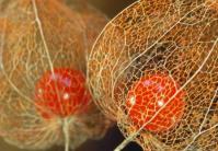 physalis1.JPG