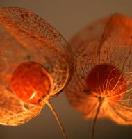Dateiname=Physalis_B_10_10_2008_007.jpg
Dateigröße=180KB
Abmessungen: 685x719
hinzugefügt am: 11. Oktober 2008 Physalis_B_10_10_2008_007.jpg