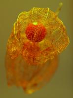 Dateiname=Physalis_B_10_10_2008_062.jpg
Dateigröße=202KB
Abmessungen: 715x966
hinzugefügt am: 11. Oktober 2008 Physalis_B_10_10_2008_062.jpg