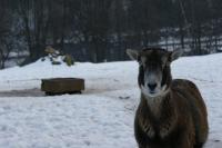 Tierpark_038.JPG