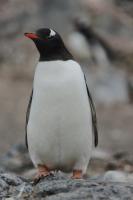DSC00726.jpg