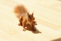 DSC02153k.jpg