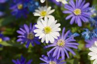 DSC06350.jpg