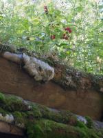 IMG_4233r.jpg