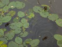 IMG_5667.jpg