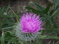 IMG_5676.jpg