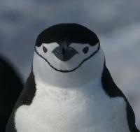PinguSmile.jpg