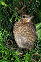 _spirit_amsel2.jpg