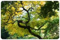 Baum-und-Strauch-(12).jpg
