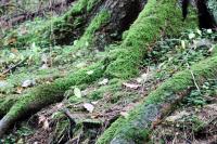 Baum-und-Strauch-(18).jpg