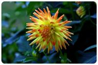 Blumen-und-Pflanzen-(22).jpg